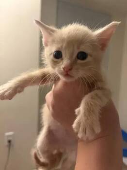 Cayenne -  Domestic Short Hair Cat for Adoption in Wyoming, Michigan - Cayenne | PetCurious