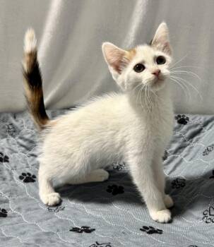 Rescue Domestic Short Hair Cats for Adoption in Beech Bottom, West Virginia - LULU | PetCurious