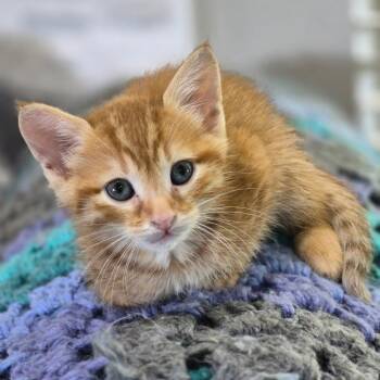 Whiskey -  Domestic Short Hair Cat for Adoption in Hackett, Arkansas - Whiskey | PetCurious