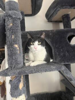 Ozzy Pawsborne -  American Shorthair Cat for Adoption in Florham Park, New Jersey - Ozzy Pawsborne | PetCurious