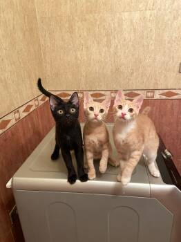 Rescue Domestic Short Hair Cats for Adoption in Brampton, Ontario - Onyx, Bebo, Nemo | PetCurious