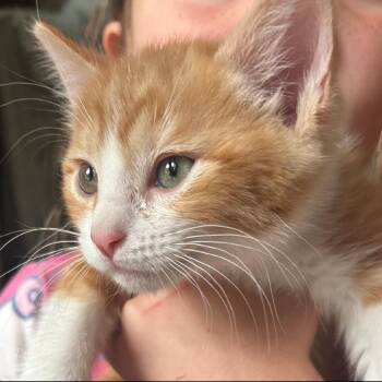 Shy Guy -  Domestic Short Hair Cat for Adoption in Spokane, Washington - Shy Guy | PetCurious