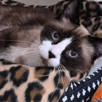 Siamese Cats Available for Adoption in Tomah, Wisconsin - Anakin | PetCurious