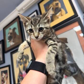 Brachi -  Domestic Short Hair Cat for Adoption in Port Charlotte, Florida - Brachi | PetCurious