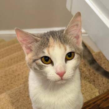 Domestic Short Hair Cats Available for Adoption - Frostie | PetCurious