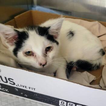 WAGS-Stray-22497 -  Domestic Short Hair Cat for Adoption in Westminster, California - WAGS-Stray-22497 | PetCurious