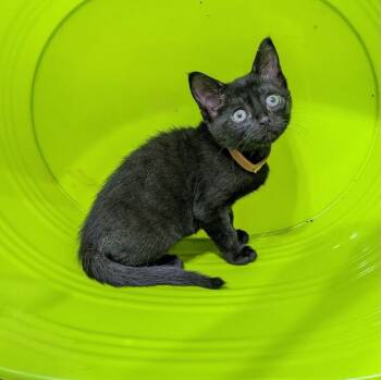 Kelly -  Domestic Short Hair Cat for Adoption in San Antonio, Texas - Kelly | PetCurious