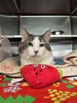 Walter -  Domestic Medium Hair Cat Available for Adoption in Manitowoc, Wisconsin - Walter | PetCurious