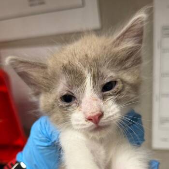 Harlow -  Domestic Short Hair Cat for Adoption in Yuma, Arizona - Harlow | PetCurious