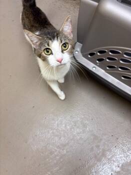 Tilly Bean -  Domestic Short Hair Cat Available for Adoption in Crossville, Tennessee - Tilly Bean | PetCurious