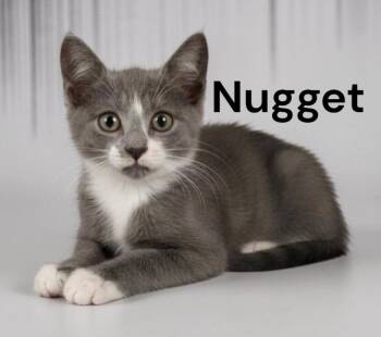 Nugget -  Domestic Short Hair Cat for Adoption in Weems, Virginia - Nugget | PetCurious