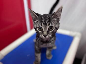 Tabby Cats Available for Adoption in Powell, Ohio - Keroppi | PetCurious