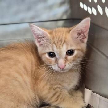 Vevi -  Domestic Short Hair Cat for Adoption in Montgomery, Alabama - Vevi | PetCurious