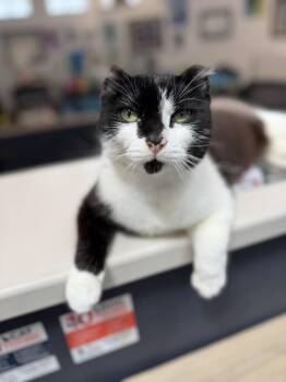 Vincenza aka Vinnie CM 9/24 -  Tuxedo Cat for Adoption - Vincenza Aka Vinnie CM 9/24 | PetCurious