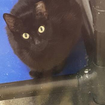 Morticia -  Domestic Short Hair Cat Available for Adoption in Zimmerman, Minnesota - Morticia | PetCurious