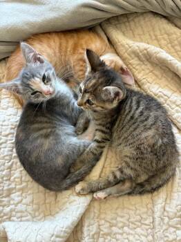 Gravy -  Domestic Short Hair Cat for Adoption in Morganton, North Carolina - Gravy | PetCurious