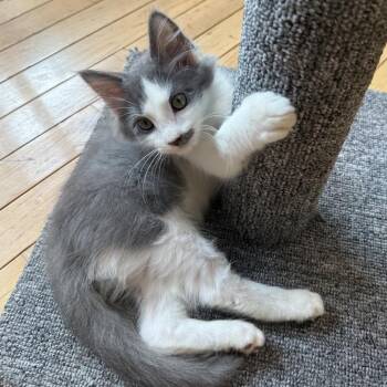 Boris the Bewildered -  Domestic Medium Hair Cat for Adoption in Fredericksburg, Virginia - Boris The Bewildered | PetCurious
