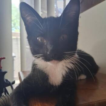 Doug Erdie -  Domestic Short Hair and Tuxedo Cat for Adoption in Morrison, Colorado - Doug Erdie | PetCurious