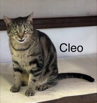 Cleo -  Domestic Short Hair Cat for Adoption in Cortland, New York - Cleo | PetCurious