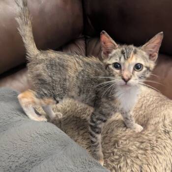 Rescue Domestic Short Hair Cats for Adoption in Las Vegas, Nevada - Edo | PetCurious