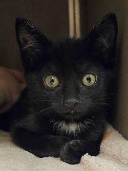 PICO -  Domestic Medium Hair Cat for Adoption in Clyde, North Carolina - PICO | PetCurious