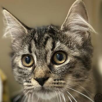 Pangolin -  Domestic Medium Hair Cat for Adoption in Victor, New York - Pangolin | PetCurious