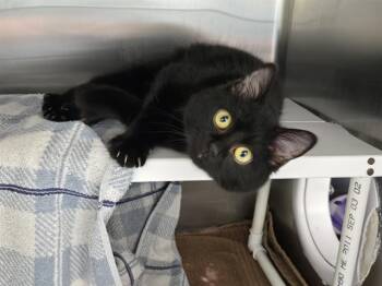 ASTROPHAGE -  Domestic Medium Hair and Domestic Short Hair Cat Available for Adoption in Omaha, Nebraska - ASTROPHAGE | PetCurious
