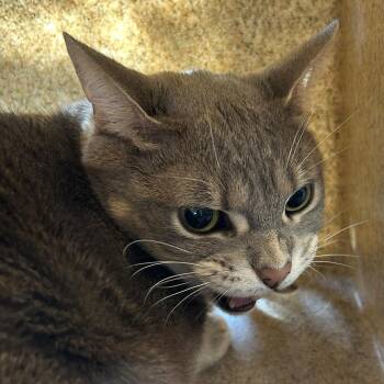 Ray -  Domestic Short Hair and Mixed Breed Cat for Adoption in Philadelphia, Pennsylvania - Ray | PetCurious