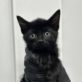 Gigi -  Domestic Short Hair Cat for Adoption in Abilene, Texas - Gigi | PetCurious