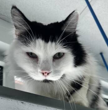 Double Stuff Oreo -  Domestic Long Hair Cat for Adoption in Golden, Colorado - Double Stuff Oreo | PetCurious