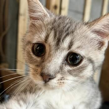 Pan -  Domestic Short Hair and American Curl Cat for Adoption in Detroit, Michigan - Pan | PetCurious