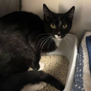 Warlock -  Domestic Short Hair Cat for Adoption in Edwardsville, Illinois - Warlock | PetCurious