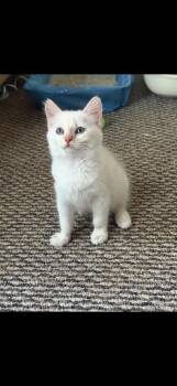 Butters -  Siamese Cat for Adoption in Hayward, California - Butters | PetCurious