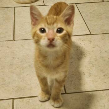 Mossanda -  Domestic Short Hair Cat for Adoption in Springfield, Illinois - Mossanda | PetCurious