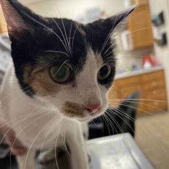 Bug -  Domestic Short Hair Cat for Adoption in Pekin, Illinois - Bug | PetCurious