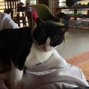 Mario -  Domestic Short Hair Cat for Adoption in Cumming, Georgia - Mario | PetCurious