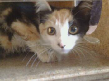 Rescue Domestic Short Hair Cats for Adoption in Sacramento, California - A901265 | PetCurious