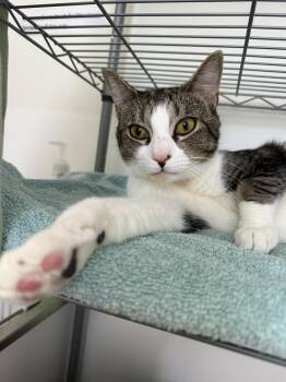 Dale -  Domestic Short Hair Cat for Adoption in North Haven, Connecticut - Dale | PetCurious