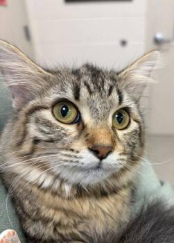 Stix -  Domestic Long Hair and Domestic Short Hair Cat for Adoption in Fishers, Indiana - Stix | PetCurious