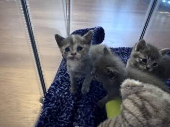 Camshaft -  Domestic Short Hair Cat for Adoption in Fruit Heights, Utah - Camshaft | PetCurious
