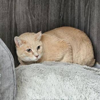 Domestic Short Hair Cats Available for Adoption in Lakewood, Colorado - Indy | PetCurious