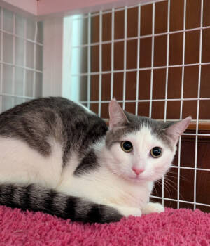 Rescue Domestic Short Hair Cats for Adoption in Rochester, New York - Angel | PetCurious