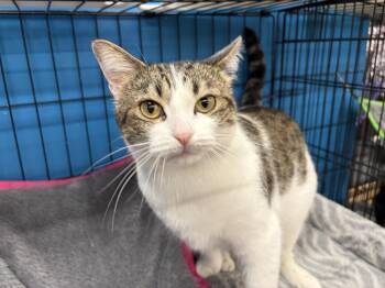 Domestic Short Hair Cats Available for Adoption in Louisville, Kentucky - Alley | PetCurious