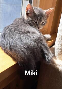 Miki -  Domestic Medium Hair Cat Available for Adoption in Plattsburgh, New York - Miki | PetCurious