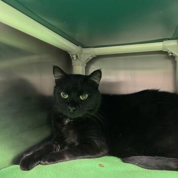 Domestic Short Hair Cats Available for Adoption in Fargo, North Dakota - Friday | PetCurious