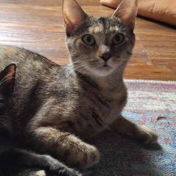 Carmen -  Domestic Short Hair Cat for Adoption in South Elgin, Illinois - Carmen | PetCurious