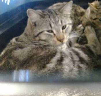 Domestic Short Hair Cats Available for Adoption - BALSY | PetCurious