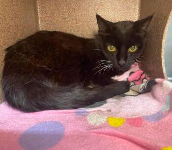 Apache -  Domestic Short Hair Cat for Adoption in Stillwater, Oklahoma - Apache | PetCurious