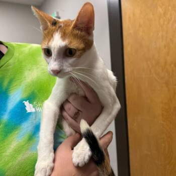 Crookshanks -  Domestic Short Hair Cat for Adoption in Columbiana, Alabama - Crookshanks | PetCurious