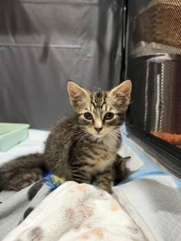 Sokka -  Domestic Short Hair Cat for Adoption in North Brunswick Township, New Jersey - Sokka | PetCurious